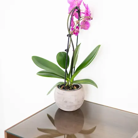 Prochytea 4* Procida