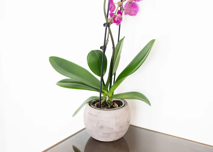 Prochytea 4* Procida